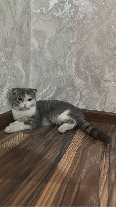 Продам    котят .