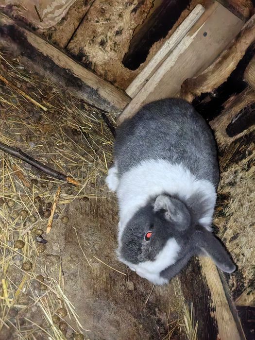 Iepuri cap de leu pitic