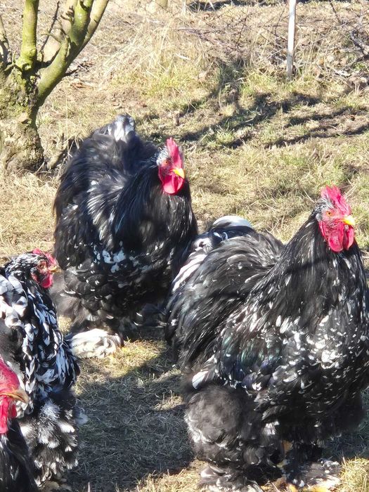 Cocosi cochinchina urias