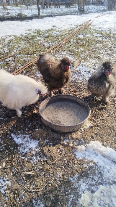 Schimb cocoș mătase japoneză