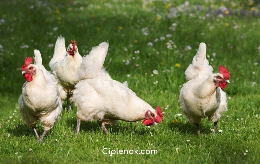 Куры несушки леггорн