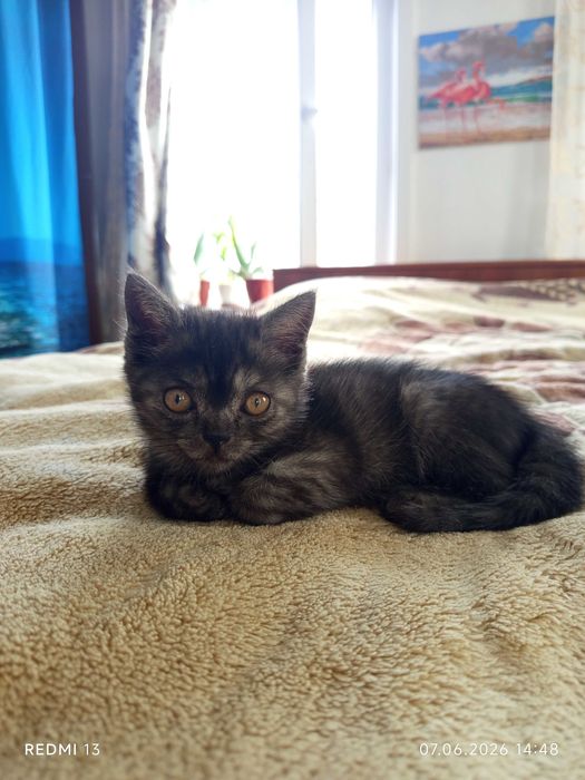 Отдаём котят в добрые руки