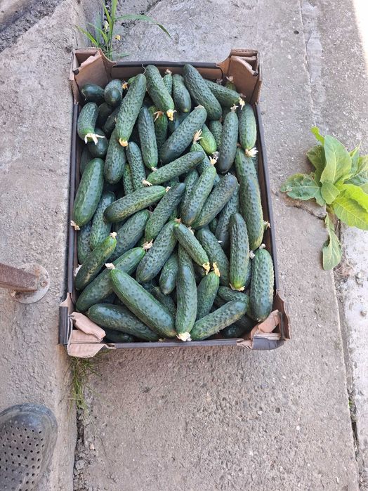 Castraveți de vanzare