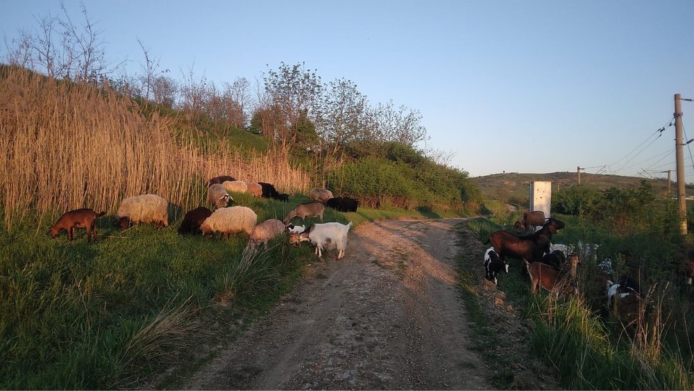 Capre si oi de vanzare