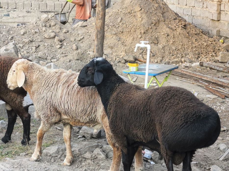Qochqolar sotiladi baquvat toza yem bilan boqilgan semiz