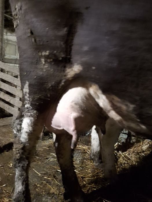 Vaca foarte bună de lapte