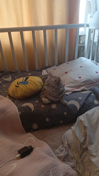 Отдам даром кошечку