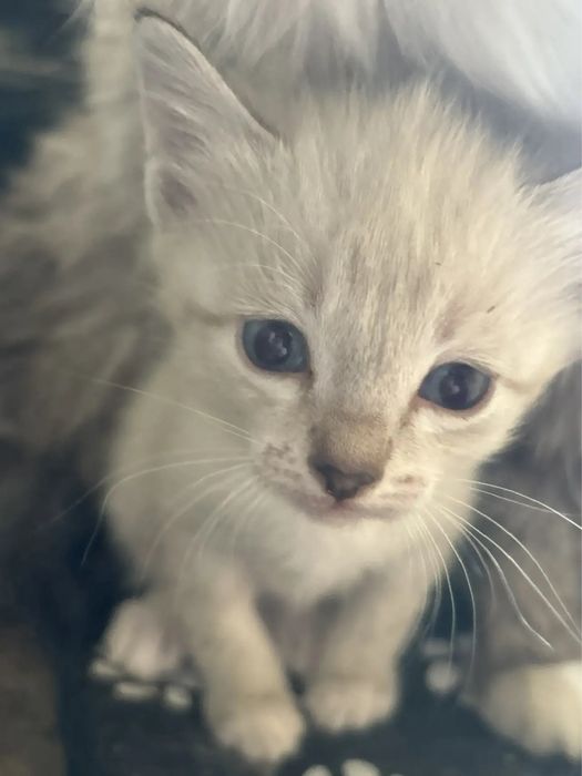 Милые котята два мальчика и девочка 1.5 мес