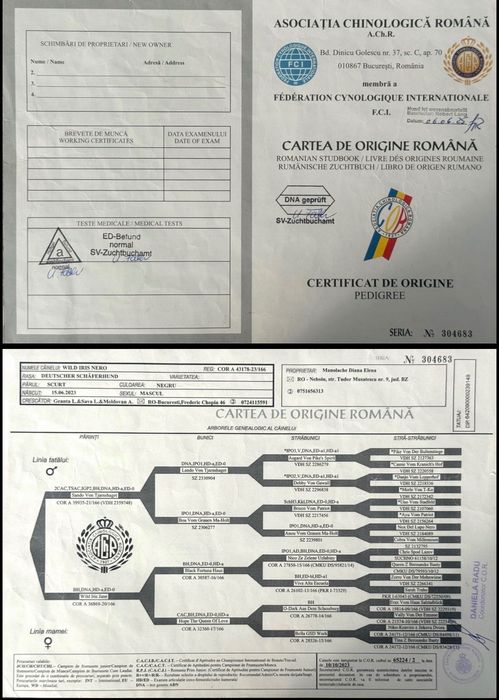 Mascul ciobănesc german
