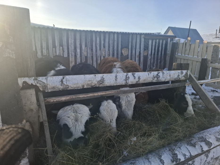 Продам с откорма молодняк годовалые