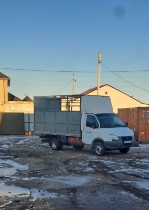 Газель бар мал таситын