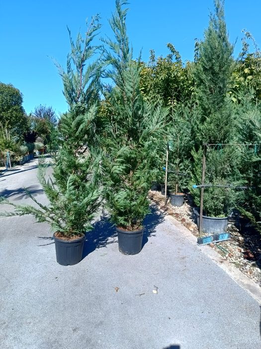 Leylandii chiparos argintiu