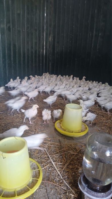 Продам цеплят несушки