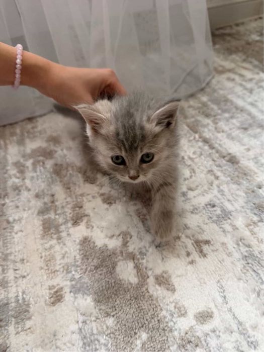 Британский котенок 1,5 мес