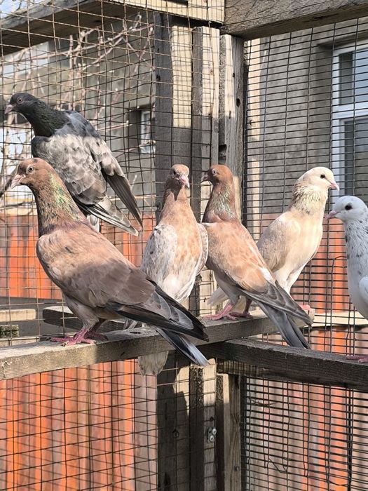 Продается бакинцы