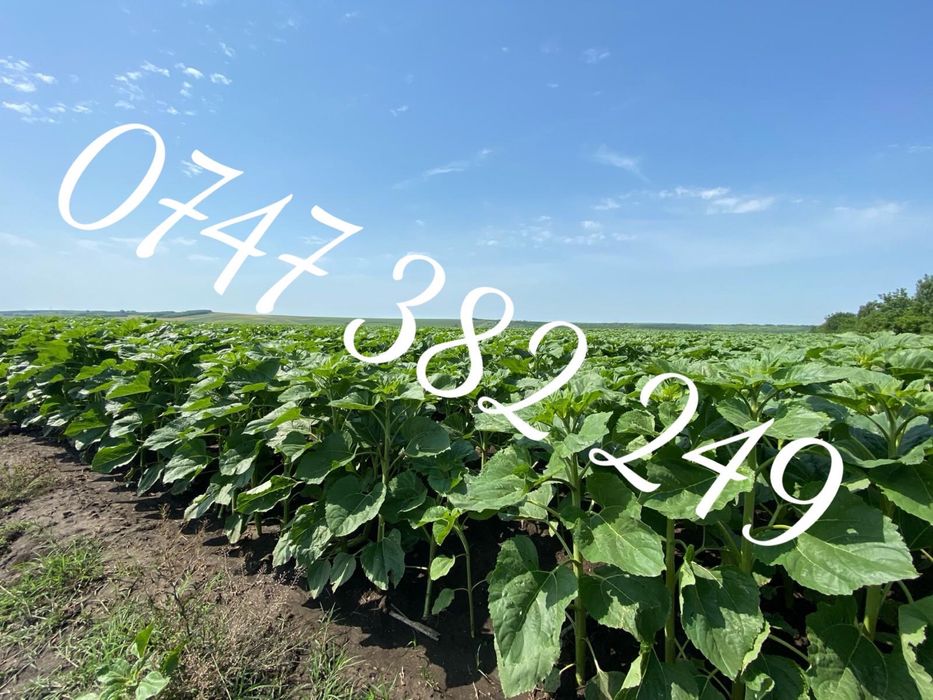 SAMANTA Floarea Soarelui Certificata 2026