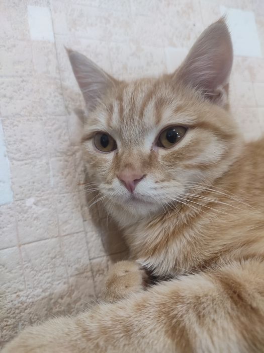 Отдам кота в добрые руки