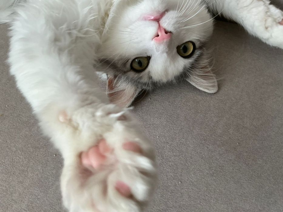 Кот длинношерстная. Пушистая шерсть.