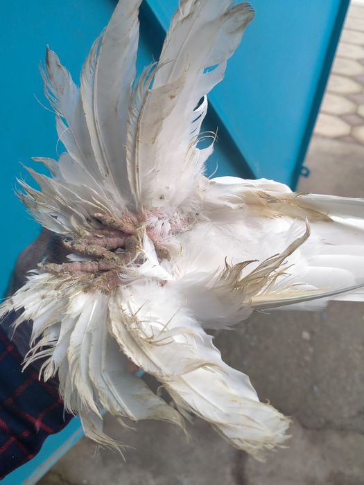 продаётся пара белых на игру