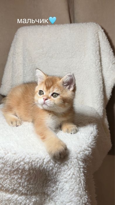 продаются чистокровные котята