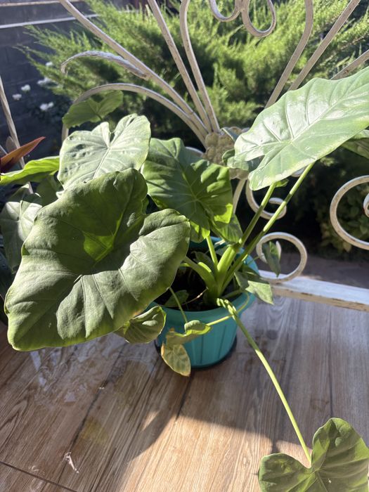 Цветы комнатные разные