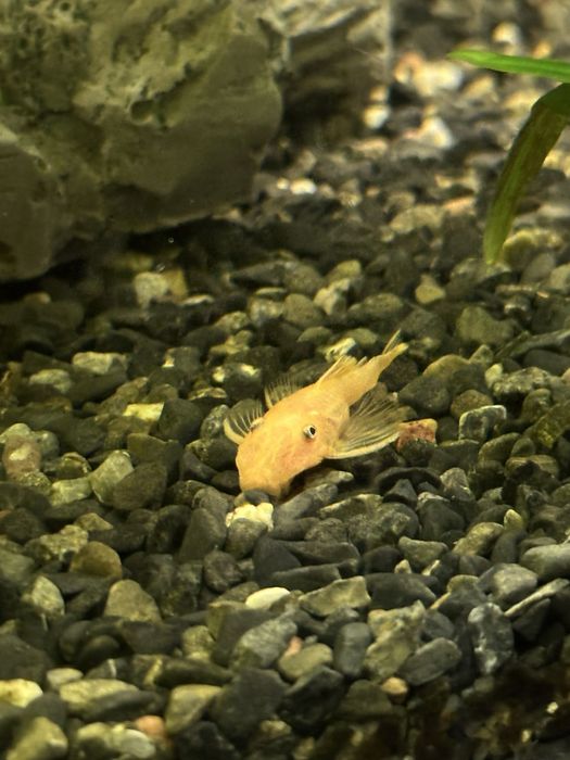 Анциструс номерной L 144 елоу