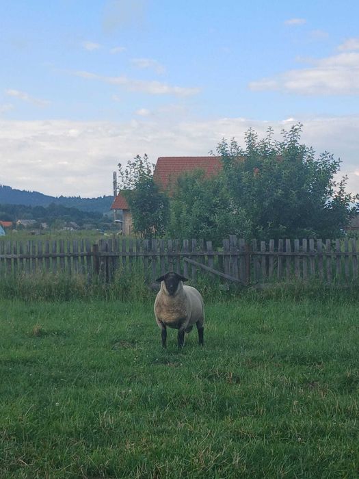 Vând berbec Suffolk rasa pura
