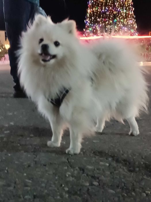 Продается щенок Шпица