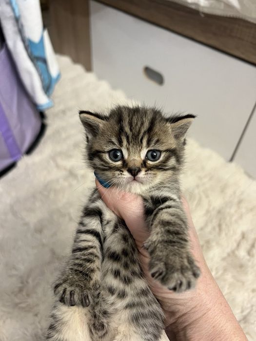 Британски късокосмести котета