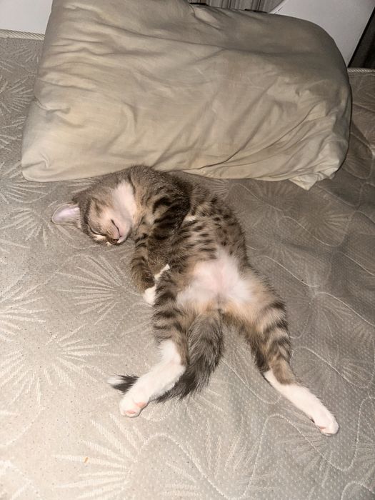 Отдам котеночка в добрые руки