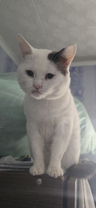 Кота в хорошие руки