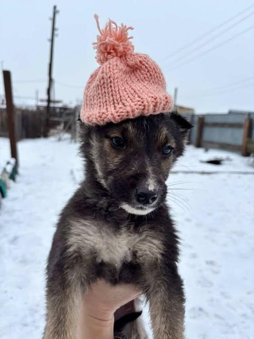 Срочно-срочно ищем добрые руки