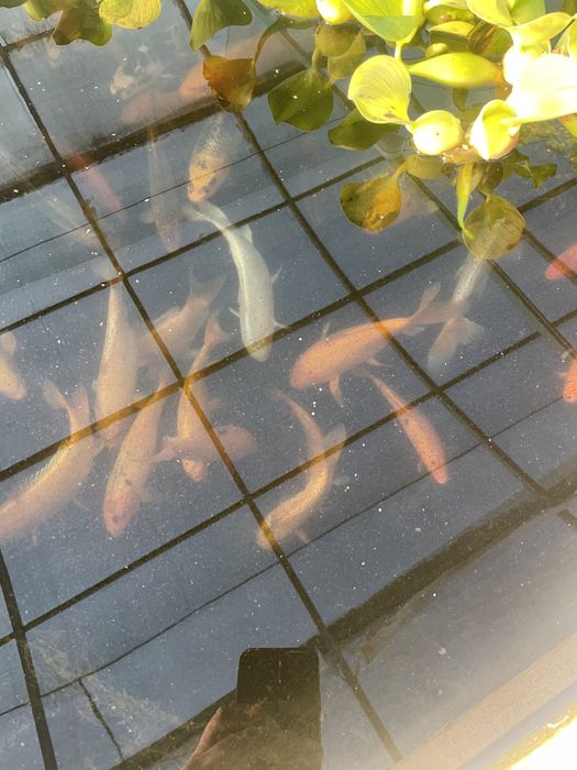 Коя японский карп сотилади