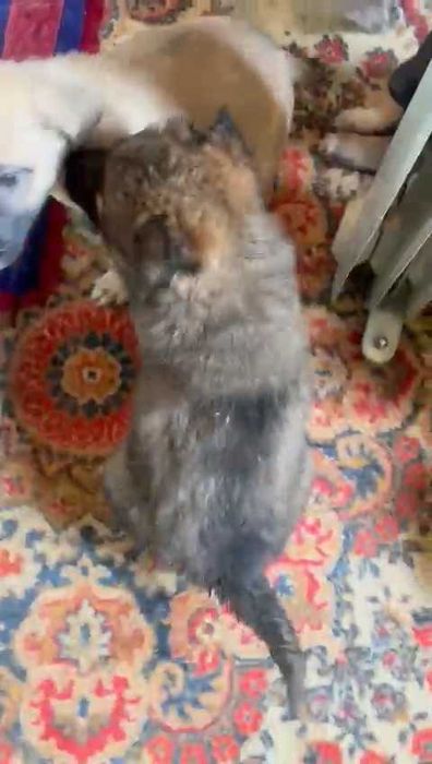 Ищем любящих хозяев! Срочно!