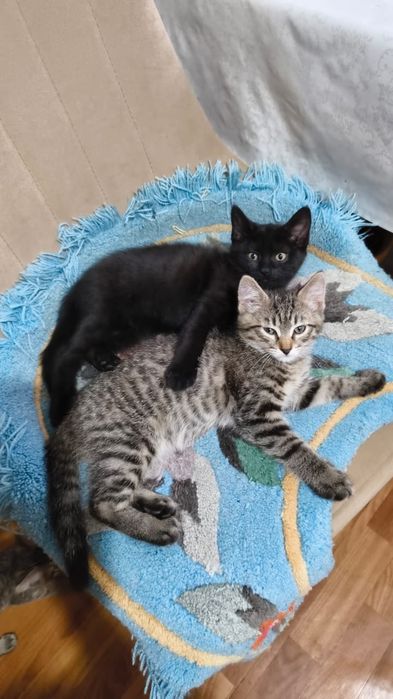 Отдам красивых котят