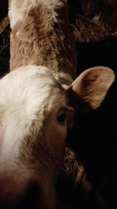 Продам месячную тёлочку.