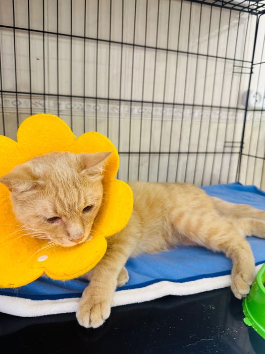 Разговорчивый и поющий кот