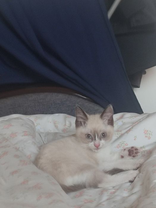 Отдам котенка 3-4 месяца