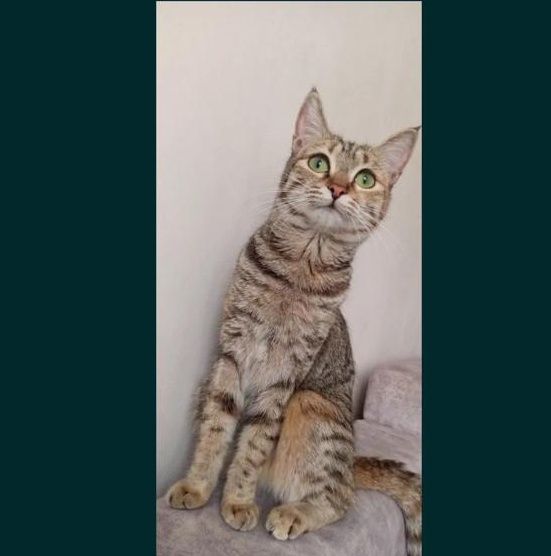 Котенок кошка в добрые руки