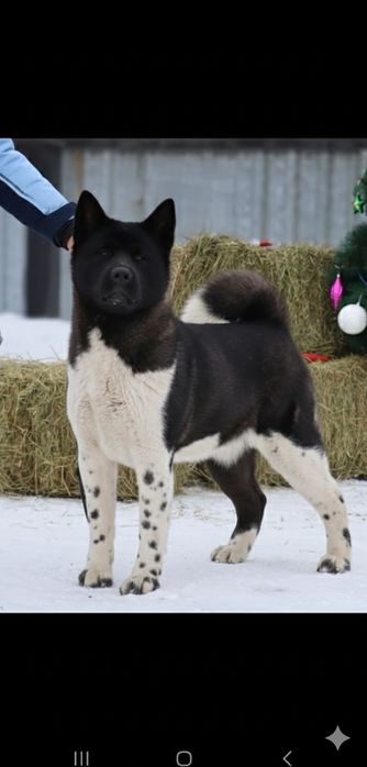 Детки Американская Акита