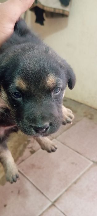 Ratfeler kuchugi sotiladi