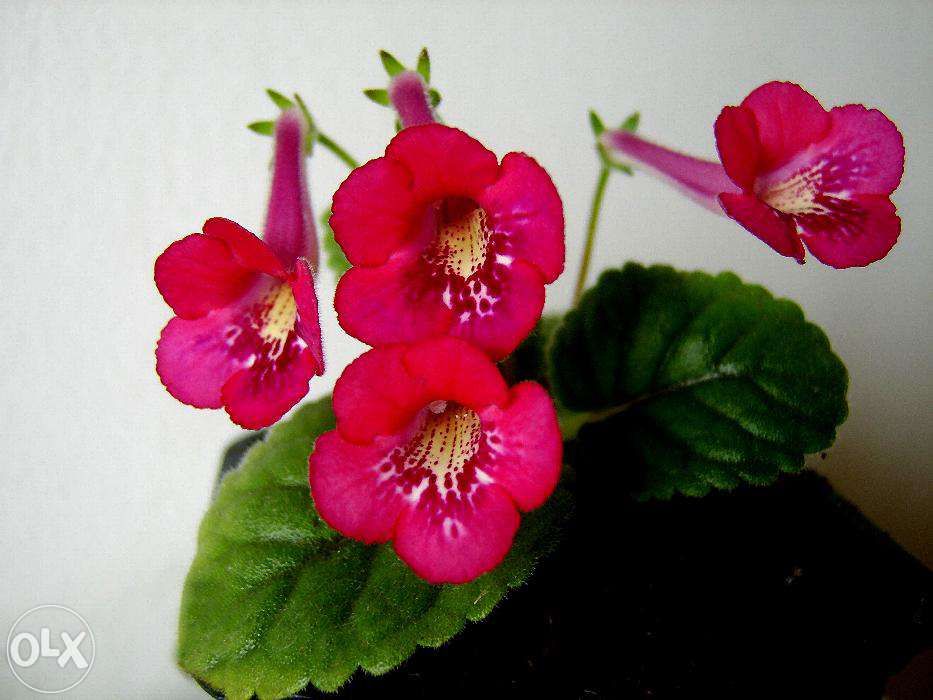 mini gloxinia- 10 bulbi culori mixte 95Ron /set posta inclusa,.