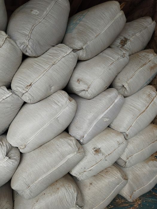 Qoʻy uchun yem (yer yongʻoq pochoq)