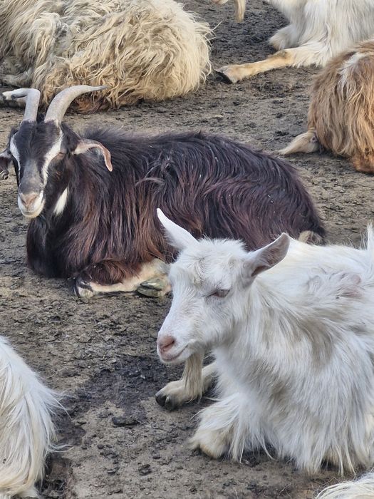 Vand capre de 1 an si iezi intarcati de 1 saptamana