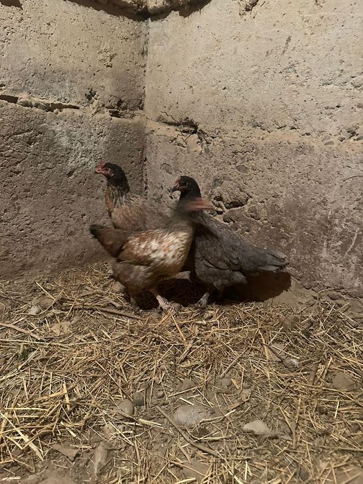 Тауыктар сатылады