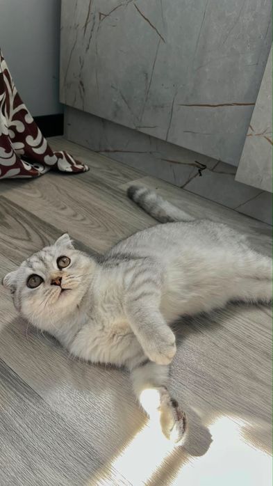Кошка вислоухо (чистая)