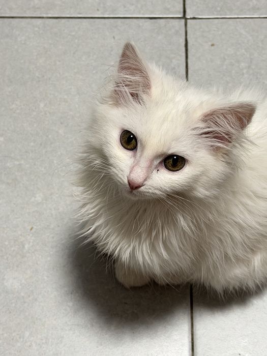 Отдам кошечку беслпатно