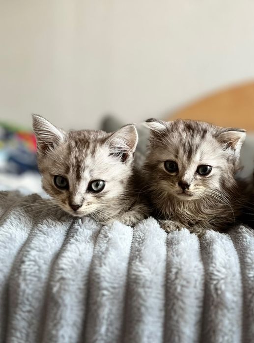Котята  2 месяца