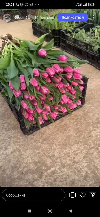 Тюльпаны урожай 2026