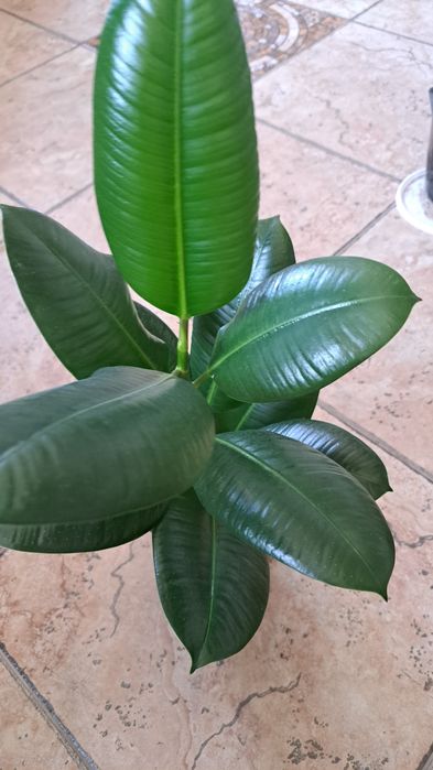 Фикусы, Фикусы Бенджамина